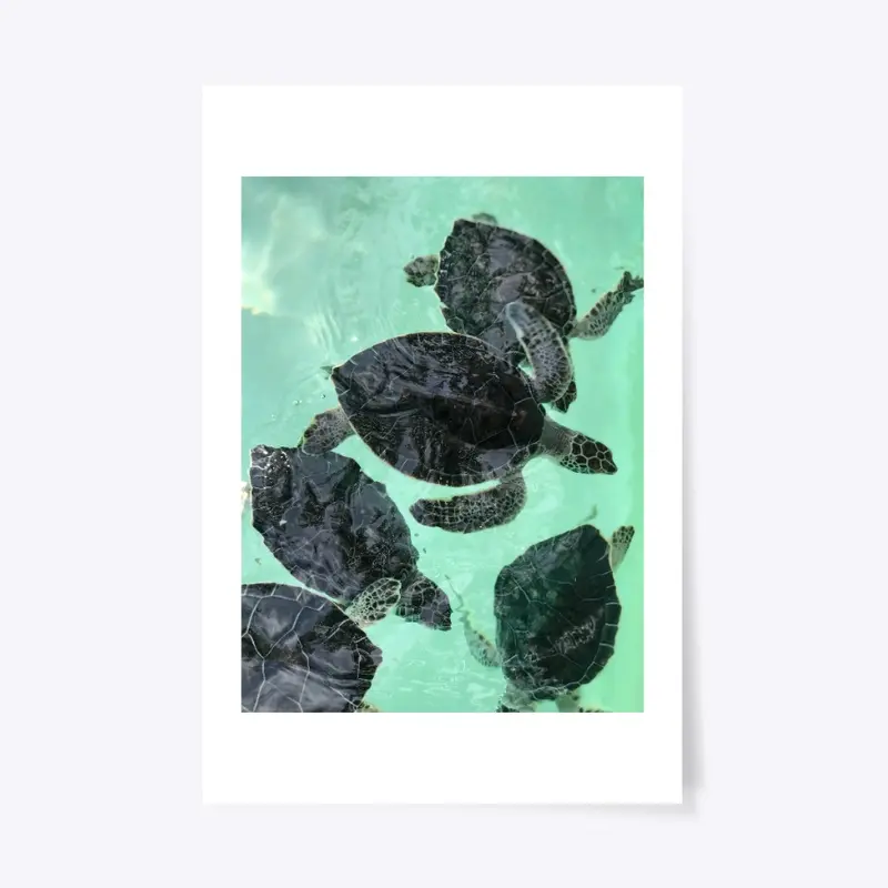 Turtles